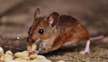 24 Hour & Emergency Exterminators in Garden City, MI